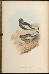 Montifringilla arctoa = Arctous passer = Leucosticte arctoa [2]